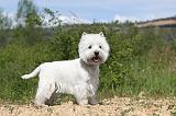 WESTIE 073
